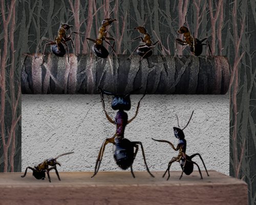 آیا کاغذ دیواری باعث ایجاد مورچه می شود؟