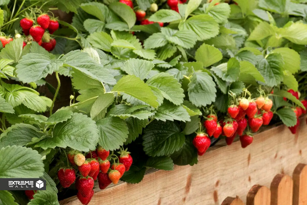 طراحی روف گاردن با باغچه‌های خوراکی برای لذت بردن از محصولات طبیعی 